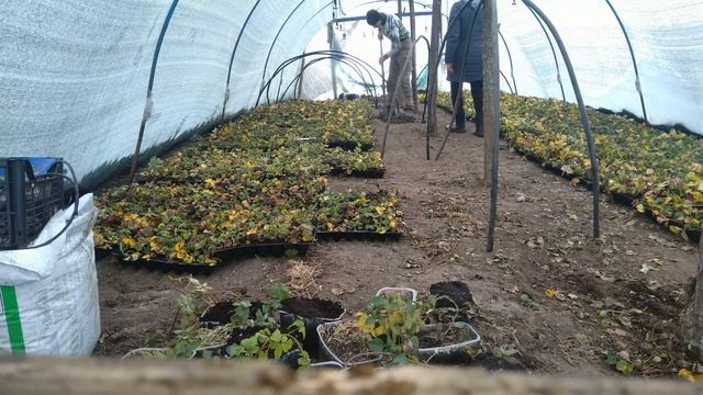 Особенности выращивания кассетной рассады в зимний период