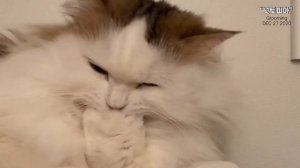 Cat Grooming ASMR | Cat Grooming Sound | PEANUT | Munchkin cat