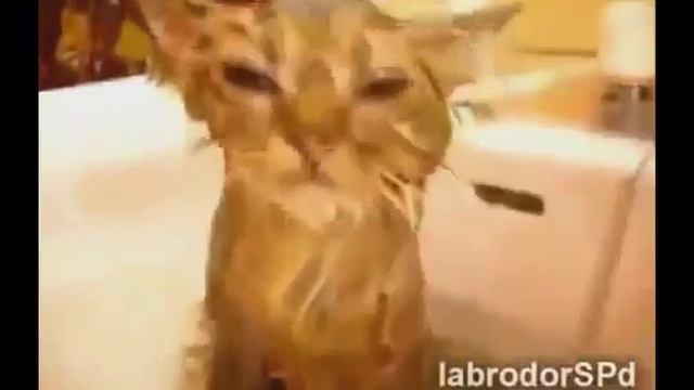 Самые смешные видео про животных!!!СМОТРЕТЬ ВСЕМ 2013 смотреть онлайн