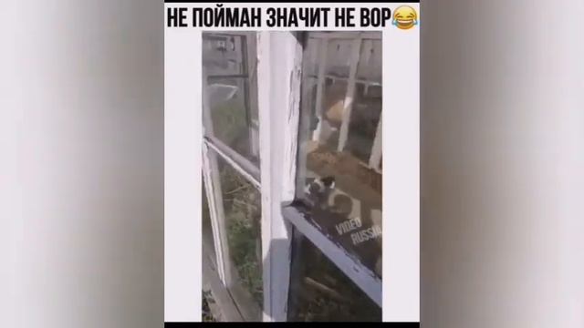 Не пойман значит не вор. Кот в чужом огороде, пробил стекло смотреть онлайн