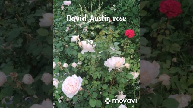 Crocus rose. David Austin rose. Роза Дэвида Остина 'Крокус' в моем саду ?♥️