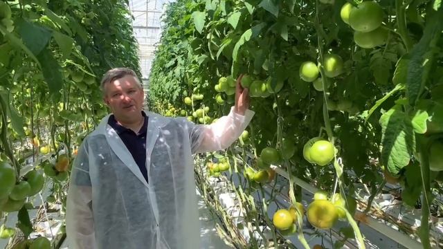 Алтадена F1 - крупноплодный томат для стеклянных теплиц смотреть онлайн