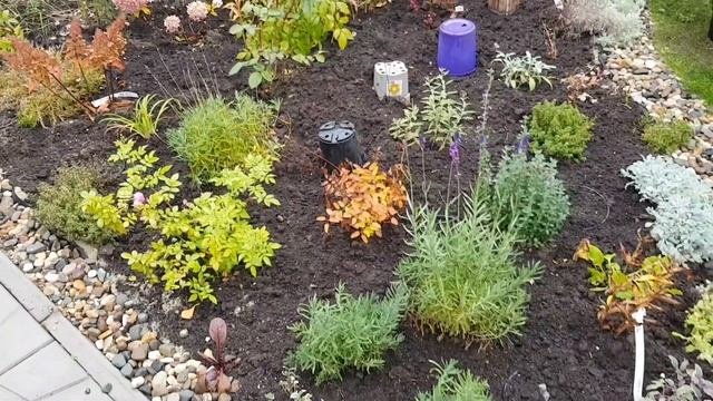 Новые растения для сада/ Покупки в садовом центре Флос/покупки в Ашане [скидки на луковичные]