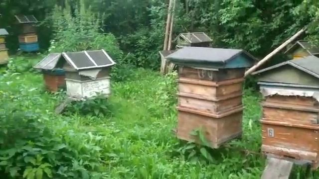 Цветение липы смотреть онлайн