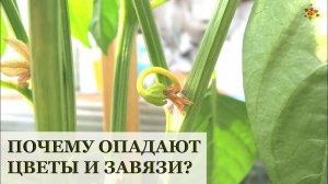 Почему опадают цветы и завязи у томатов, перца, огурцов, баклажанов?