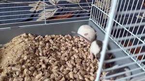 ОТДАЮ КРЫСЕНКА В ДОБРЫЕ РУКИ. КОГО ИЗ КРЫСЯТ ЗАБЕРУТ?