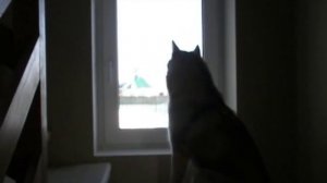 Хаски поет прощальную песню. Хозяин уезжает.