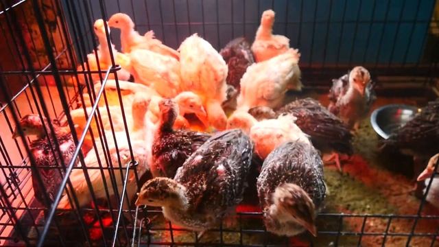 Американские (белые и бронзовые) индюки. Индюшатам 3 недели. смотреть онлайн