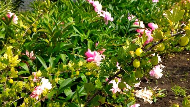 Болезни крыжовника смотреть онлайн