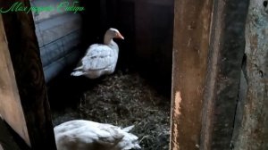 Гоша и Матильда.