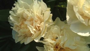 Пион Санни Гёрл (Sunny Girl)