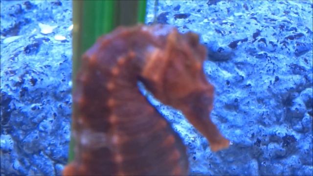 Sony DSC-HX300 very nice video stabilization смотреть онлайн