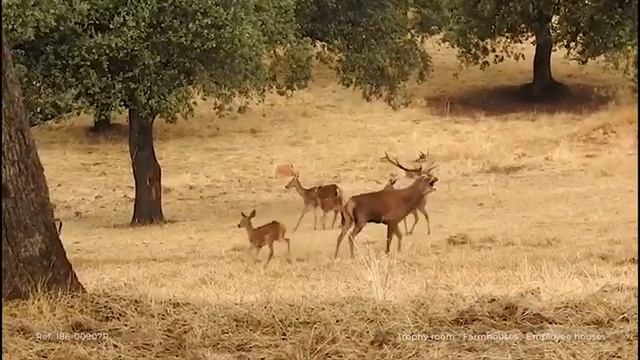 Spectacular hunting estate for sale near Cordoba, Andalusia, Southern Spain смотреть онлайн