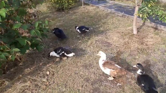 #утки /как живут простые люди в деревне / Утки для разведения?Какую породу уток выбрать? смотреть онлайн