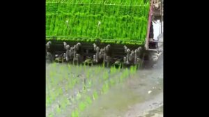 Как выращивают рис в наше время. Современная механизация в сельском хозяйстве