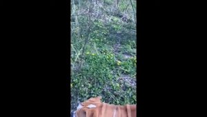 Континентальные бульдоги / Швейцарские бульдоги