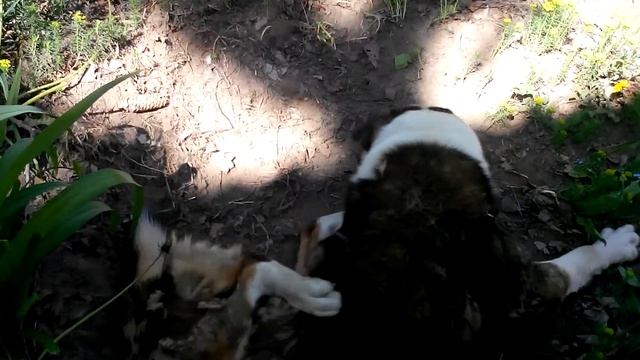 Уникальный двигатель,  на базе собаки смотреть онлайн