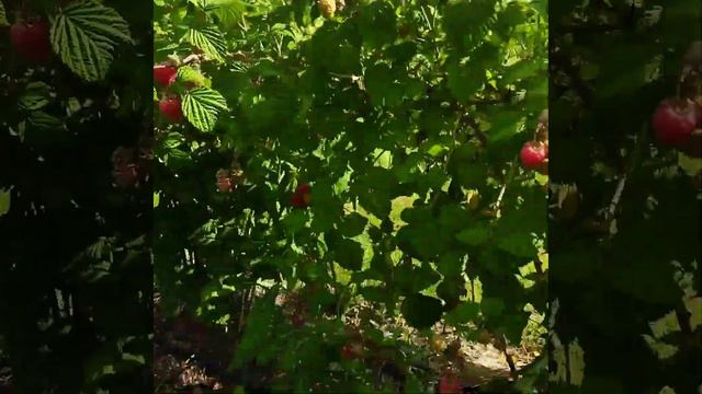 Результат заплетания малины. смотреть онлайн