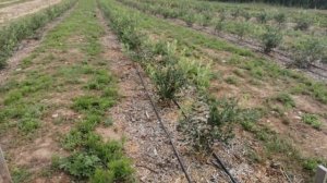 Урожайность голубики на второй год после высадки  саженцев двухлетки. Сорт "Блюкроп". (2021г.)