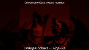 Созерцая (Милые Собаки)