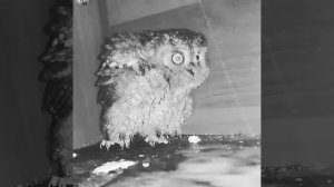 просто домашняя Сова