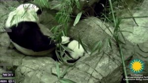 Вашингтонский зоопарк: детеныш гигантской панды делает первые шаги