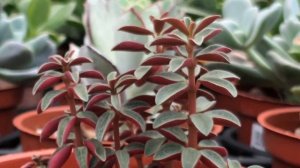 Peperomia Rubella 多肉植物辨識 紅蘋果椒草