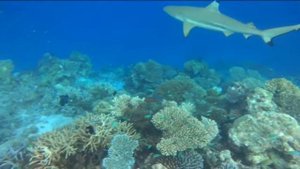 Мальдивы.Фридайвинг. Подводная охота.Релакс.