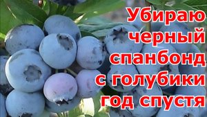 Убираю черный спанбонд с голубики спустя год после посадки. Осенний уход за голубикой в Подмосковье.