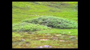 Увидели зверушку #shorts