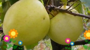 Яблоня домашняя Народное. Краткий обзор, описание характеристик malus domestica Narodnoe