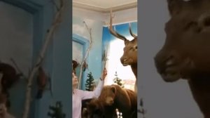 Алтайский марал