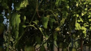 Помидор МАЛИНОВЫЙ РОДЕО