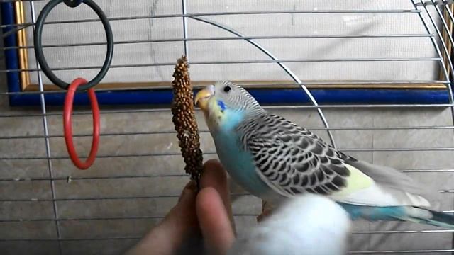 Какие бывают окрасы волнистых попугаев? What are the colors parrots budgies? смотреть онлайн