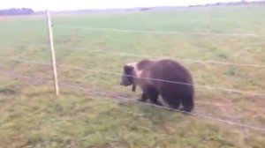 Электропастух OLLI для медведя