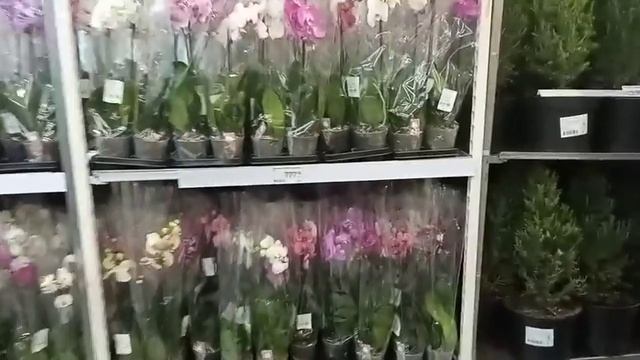 VLOG: НЕ МОГУ МОЛЧАТЬ смотреть онлайн