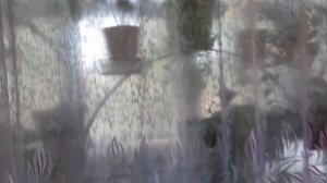 Прохладная зимовка для комнатных растений/// Задача - как сделать в квартире холодно?