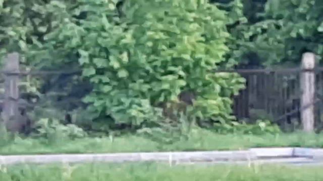 Конная полиция. Ботанический парк. Москва. Июнь. 2022 год. смотреть онлайн