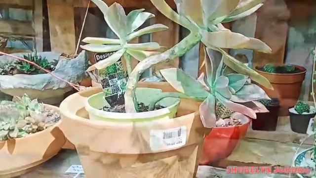Paano nga ba magtanggal ng Leaf Succulents for propagate||Jhobelyn Jordan смотреть онлайн