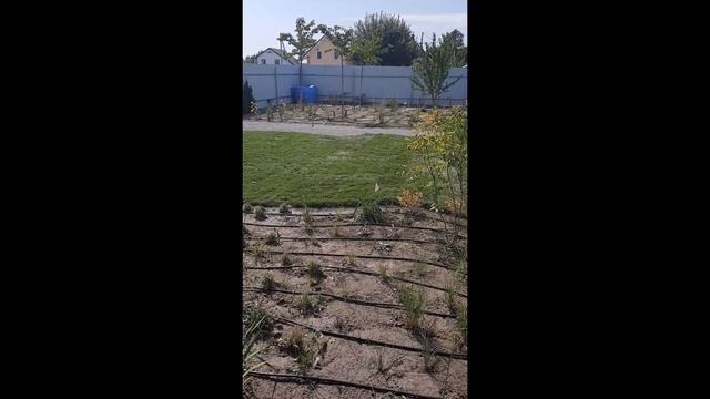 Сад в скандинавском стиле - Ваш Новый Сад смотреть онлайн