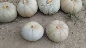 Тыква «Зимняя сладкая», «Розовый банан», «Витаминная», «Крошка», «Жемчужина». Мой урожай 2021 года!