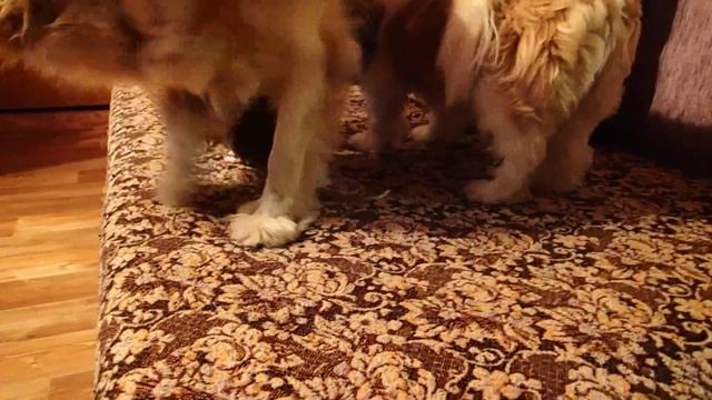 Крысы и собаки (Rats and Dogs) 4 смотреть онлайн