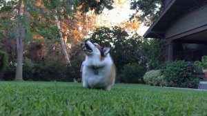 Planet Corgi IV:  crash test corgi