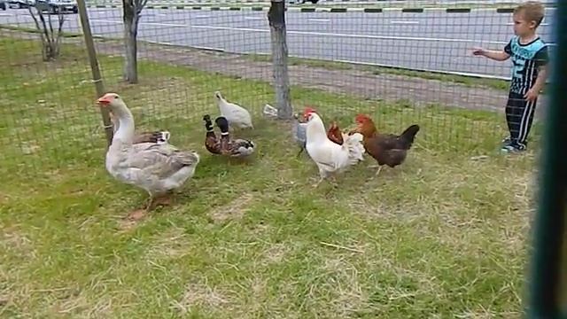 Птицы на праздник - 8 965 380-13-11 смотреть онлайн