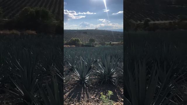 terreno con agave de 452 hectareas en tepatitlan