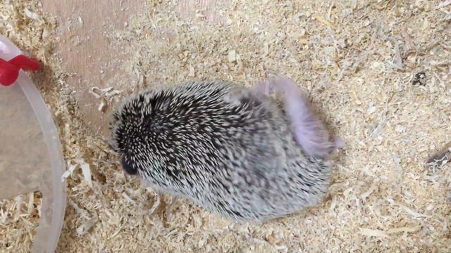 hedgehog ёжик чешется смотреть онлайн