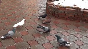 ГОЛУБИ! С.И.ЛАПТЕВА! ДОНЕЦК!2021!