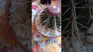 Мелокактус после полной смены грунта