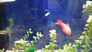КОРМЛЕНИЕ РЫБОК СУХИМ КОРМОМ TETRA COLOR