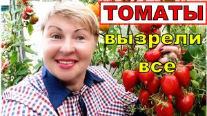 Томаты спелые и крупные до самых верхушек. Чем подкормить для зрелости и налива_
